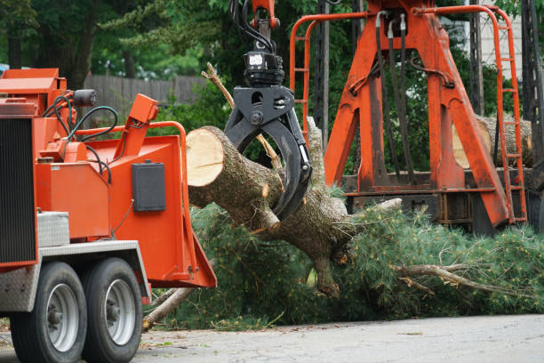 Best Arborist Services Near Me  in Garden Ridge, TX